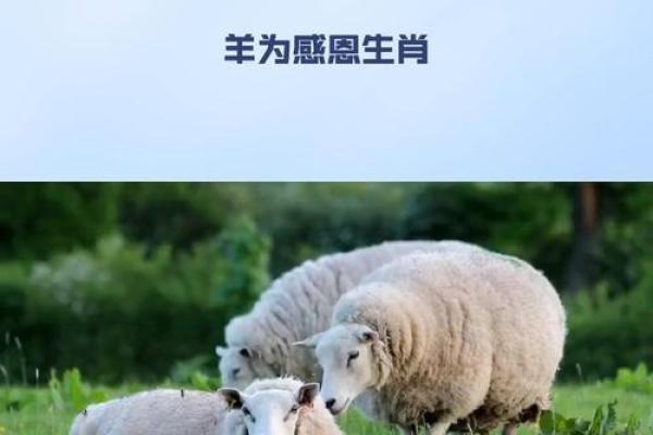 哪个生肖被认为是最懂得感恩和回报他人的代表