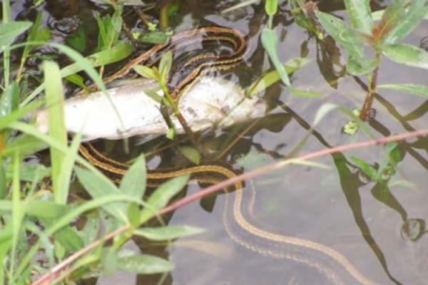 ‌混水摸鱼什么生肖 → 猴（猴精混水摸鱼，趁乱取利）‌