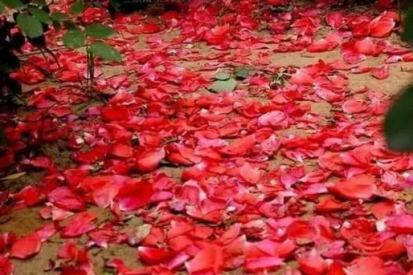 落花媒人指什么生肖 落花媒人打一生肖是什么