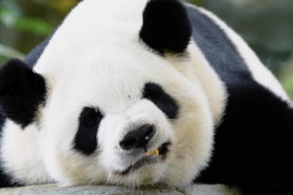 龇牙咧嘴打正确生肖(龇牙咧嘴打正确生肖意思)