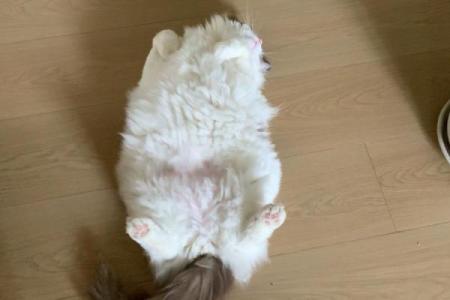 四脚朝天是什么生肖(四脚朝天是什么生肖最佳答案)