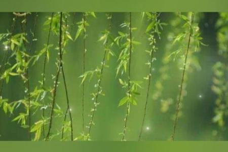 一厢情愿是什么生肖(一厢情愿是什么生肖牛)