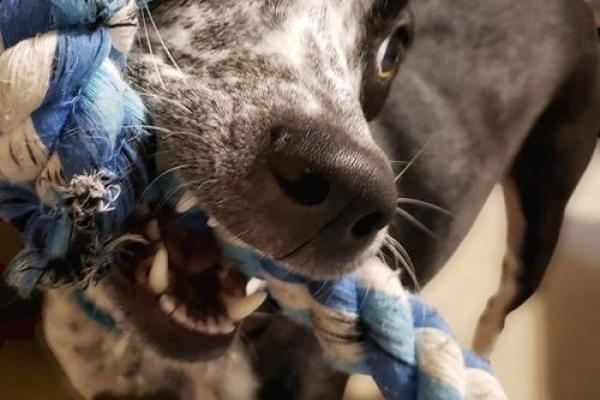 前赴后继是什么生肖 → 狗‌（犬类协作，前仆后继）
