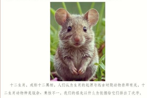 天下大乱指的是什么生肖？历史典故与动物象征解析
