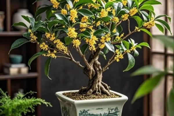 桂花树什么生肖不能栽 桂花树什么生肖不能栽在家里