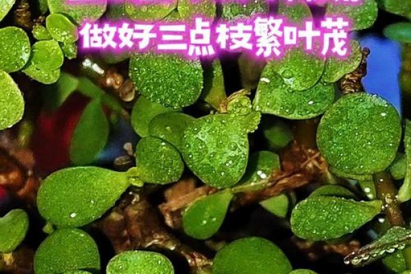 金枝玉叶三大生肖 金枝玉叶三大生肖是哪三个