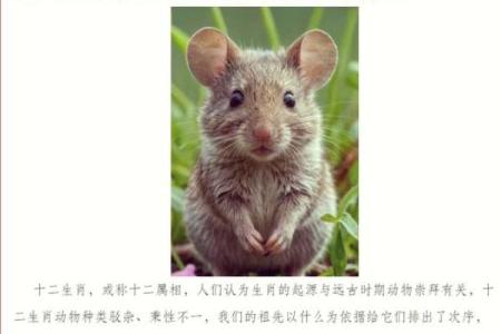 天下大乱指的是什么生肖？历史典故与动物象征解析